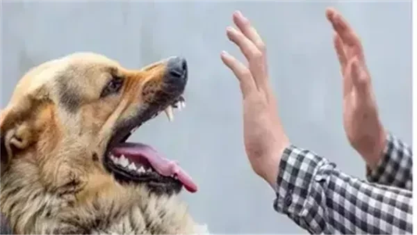 كلاب ضالة تنهي حياة طفل في الشرقية.. مأساة تهز الصالحية الجديدة