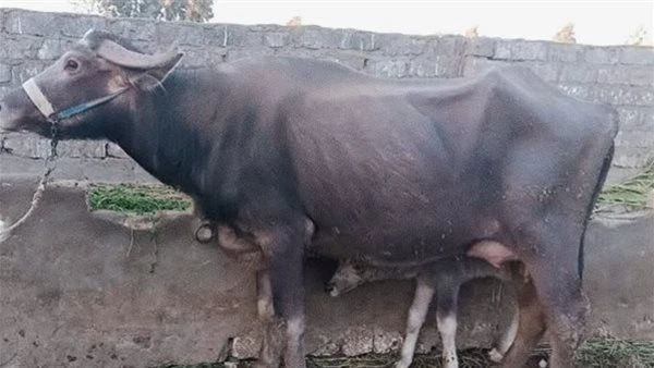 مصرع تاجر مواشي بطلق ناري بسبب خلاف على شراء “جاموسة” بقنا