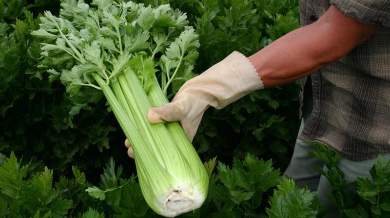 هل الكرفس يخفض ضغط الدم؟. إليك الكمية المسموح بها