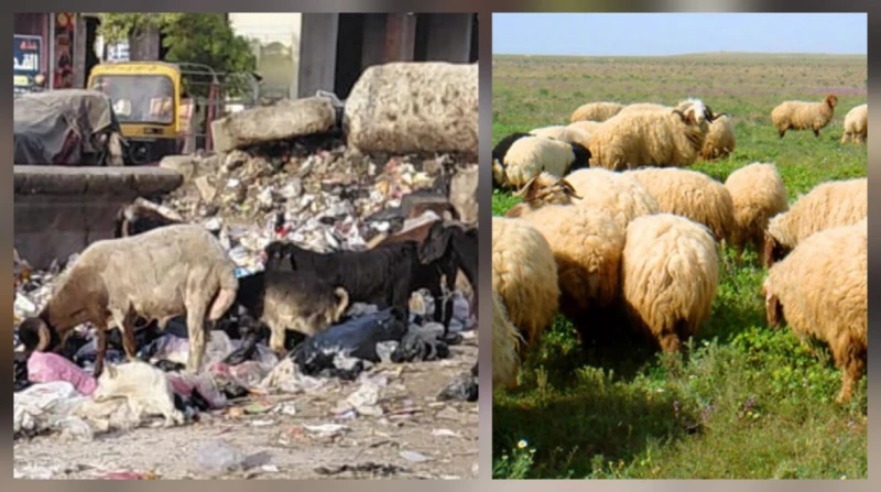 من القمامة إلى مائدة العيد. هل تجوز الأضحية بـ"أغنام الشوارع"