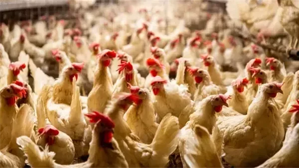 أسعار الدواجن اليوم الإثنين 20 أبريل 2026.. تفاصيل