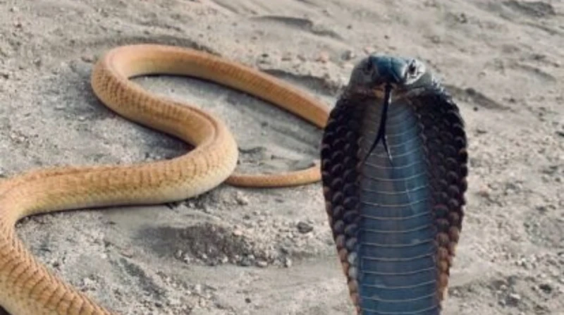 ظهور "كوبرا" في الغربية. حادث فردي أم مؤشر لهجوم محتمل؟(خاص)