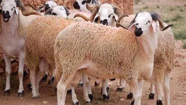 قبل أن تشتري أضحيتك.. تعرف على شروط الأضحية السليمة