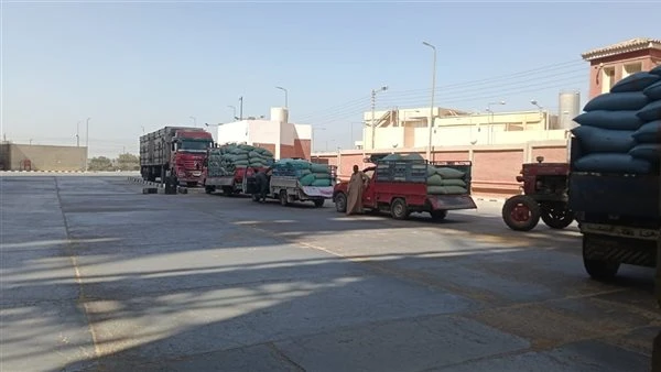 توريد 33 ألف طن قمح إلى الصوامع والشون منذ بدء الموسم بأسيوط