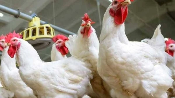 مصر تعود لأسواق الخليج بقوة.. تصدير أول شحنة دواجن إلى قطر