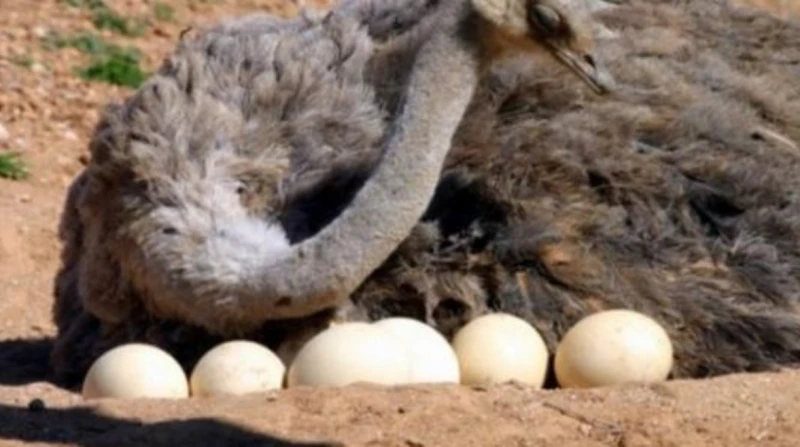 هل تناول بيض النعام أمر صحي؟ الفوائد والأضرار