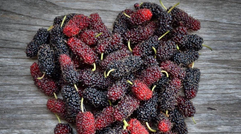 لماذا استخدم الطب الصيني القديم "التوت" في مكافحة السرطان