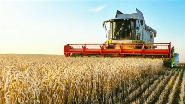 «الزراعة» تستعد لموسم القمح.. خطة لاستلام 5 ملايين طن ودعم شامل للمزارعين