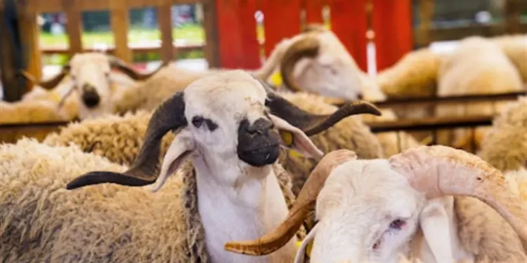 ما هي شروط الأضحية؟. استعدادات مكثفة ليوم النحر
