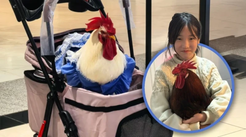 وداعاً للقطط والكلاب. كيف أصبح الدجاج "صديق العمر" في الصين