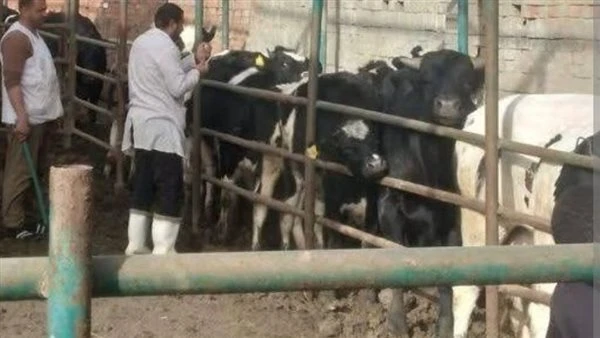 «الزراعة»: تحصين أكثر من 3 ملايين رأس ماشية ضد الجلد العقدي