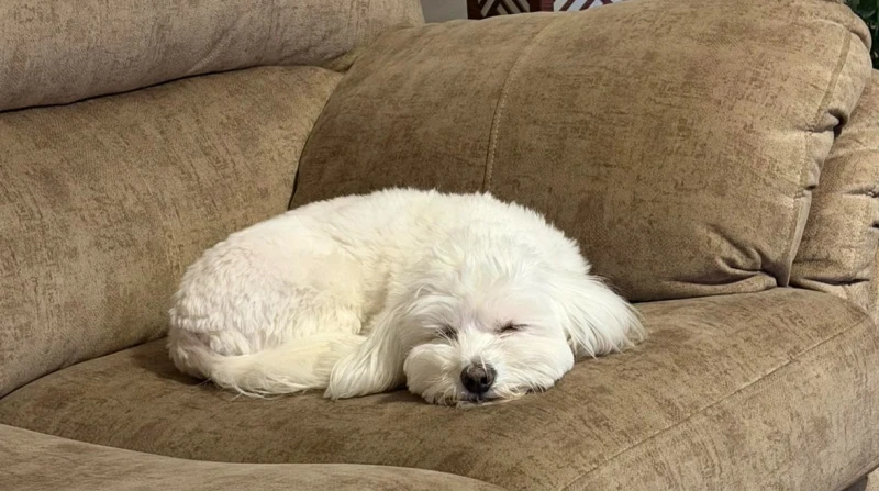 سيارة أنهت حياته. الكلب هارفي يحطم قلوب عشاق الحيوانات الأليفة