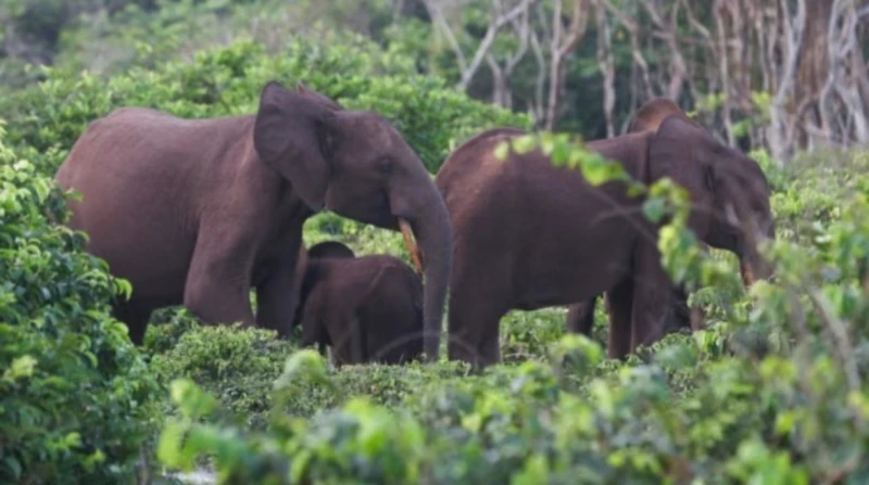 سحقته الأفيال في الجابون. مصرع مليونير أمريكي خلال رحلة صيد
