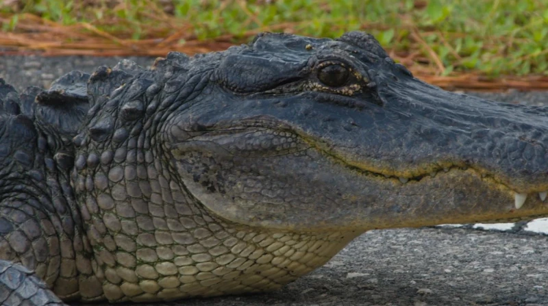 اعتدى على تمساح. مراهق أمريكي يواجه تهمًا جنائية قاسية