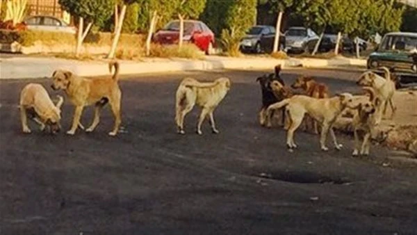 حملة صامتة بأهداف كبيرة.. أرقام لافتة تكشف ما يحدث للكلاب الحرة بمصر؟