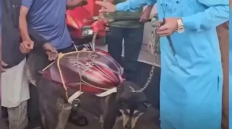 أزمة الوقود في بنجلاديش تدفع مواطن لجر "كلب" لملء البنزين