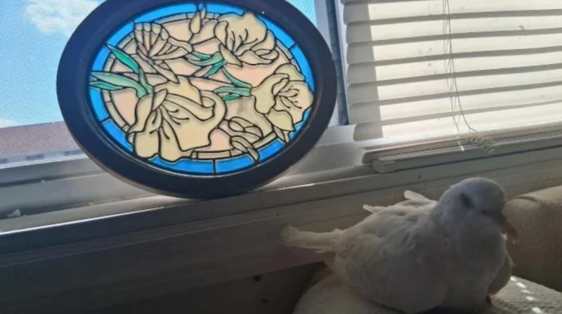 تهوى مشاهدة التليفزيون، أقدم حمامة حية تدخل "جينيس" بعمر الـ 44 عامًا