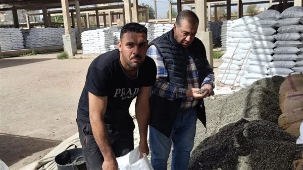 الزراعة تستعد لموسم القطن بـ15 ألف شيكارة تقاوي.. وخطة لزراعة 200 ألف فدان