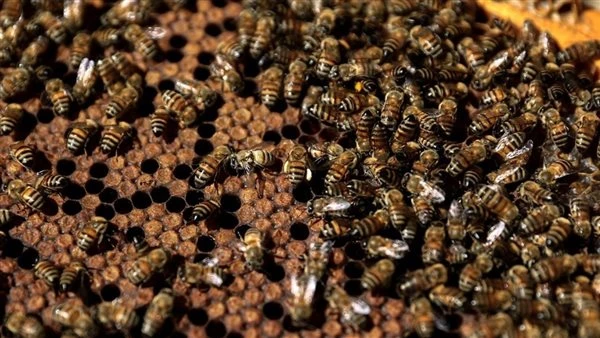 أسراب من النحل تهاجم مركزًا تجاريًا في إسرائيل.. والمواطنون يهرعون للاختباء