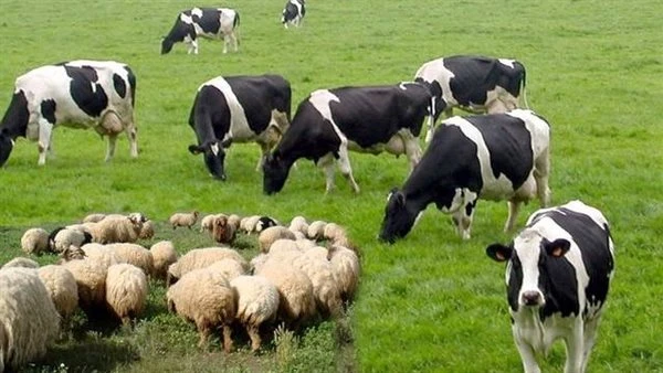 الزراعة: استقرار الوضع الوبائي بعد تحصين 2.1 مليون رأس ماشية