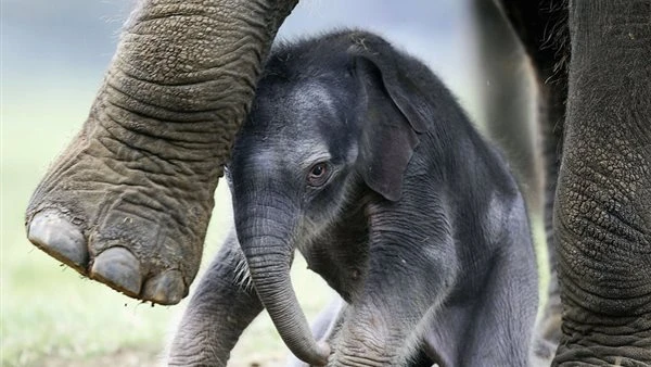 من "جفاء الأم" إلى "حنان البديلة".. "لين ماي" فيلة تشعل منصات التواصل بقصة صمودها