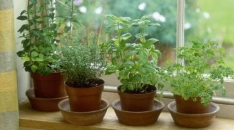 وداعاً لإزعاج الصيف.5 نباتات عطرية تطرد الذباب والناموس في الصيف