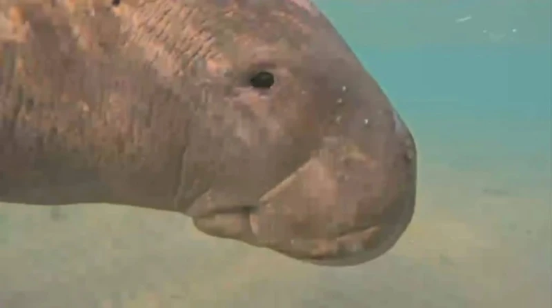 "أمم أمثالكم". ظهور نادر لعروس بحر صغيرة فارقت أمها بحثا عن الطعام في سفاجا (خاص)