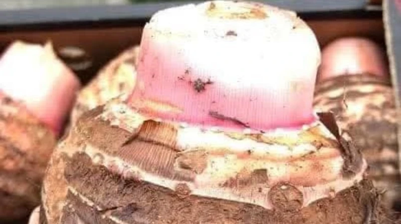 طريقة عمل القلقاس. وداع الأكلة الشتوية المفضلة لدى البيوت المصرية