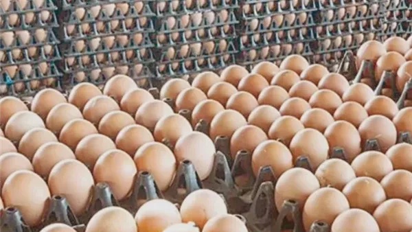 أسعار كرتونة البيض اليوم الأربعاء 21 أبريل 2026 في مصر للمزارع والمستهلك