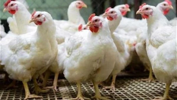 سعر كيلو الفراخ البيضاء في الأسواق صباح اليوم الأحد 19 أبريل 2026