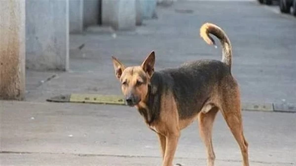 أم تروي تفاصيل مأساة طفل بعد تعرضه لهجوم من كلب ضال بالقاهرة