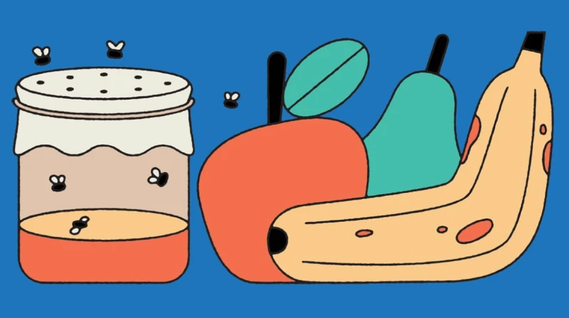 مع بداية فصل الصيف. طريقة التخلص من ذباب الفاكهة بسهولة