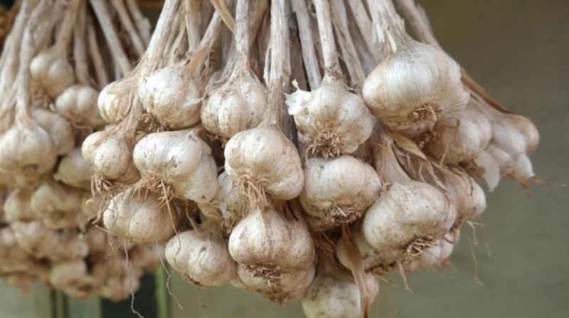 قبل ارتفاع سعره، أفضل طريقة لتخزين الثوم دون تلف