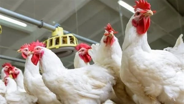 أسعار الدواجن والبيض في الأسواق اليوم الخميس 16 أبريل 2026