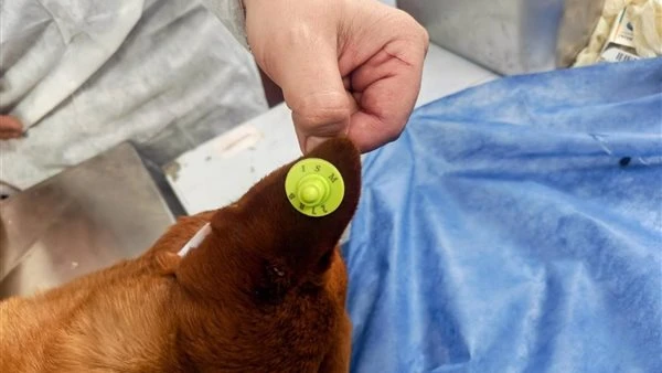 الزراعة" تتابع منظومة التعامل مع الكلاب الحرة ببورسعيد