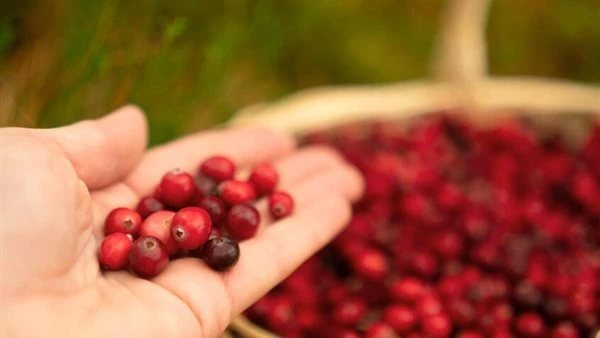 "صيدلية طبيعية".. دراسة تكشف قدرة هذه الثمرة على حماية الأسنان من التسوس