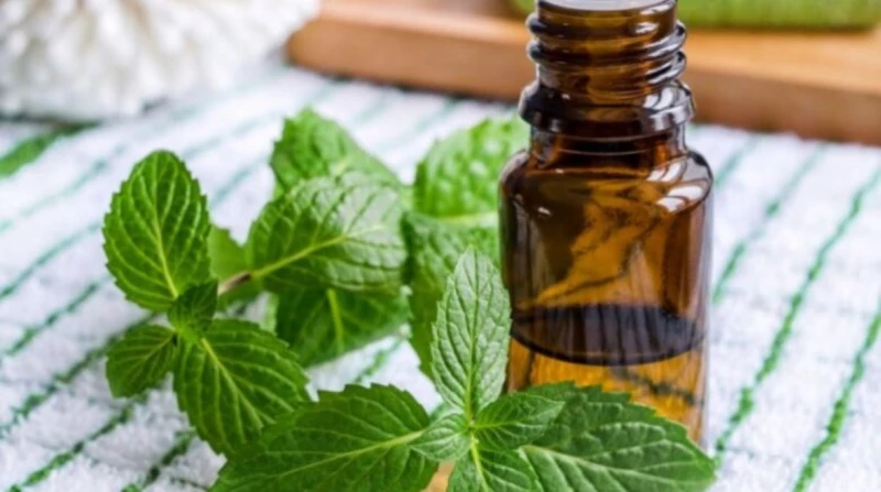 كل ما تريد معرفته عن زيت النعناع لعلاج الصداع