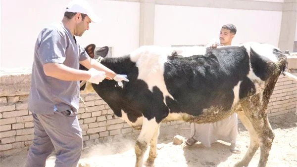 "الزراعة" تطلق قوافل بيطرية مجانية لدعم صغار المربين فى أسيوط