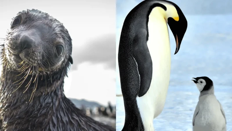 إنذار البطريق الإمبراطوري وفقمة الفراء على حافّة الانقراض