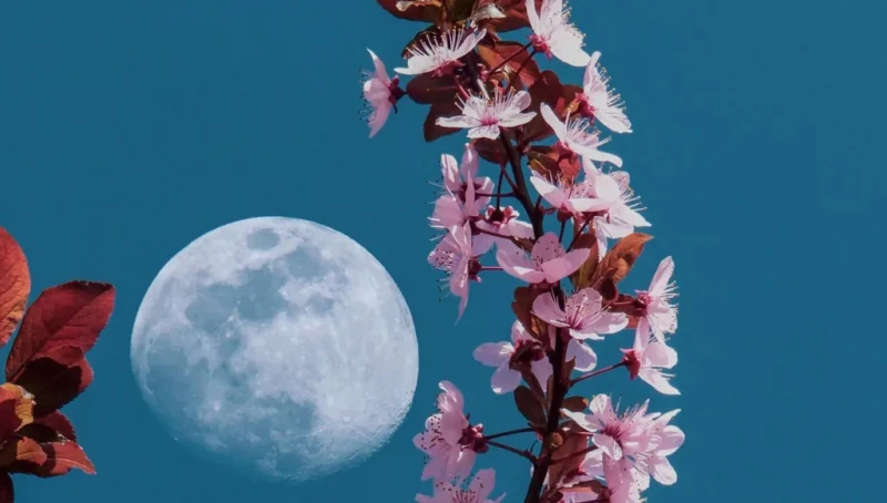 "قمر الزهور" يكتمل غداً في شهر نادر لعشّاق السماء