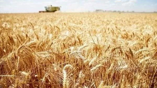 هشام الحصري: رفع سعر توريد القمح استثمار في الإنتاج ويعزز الأمن القومي