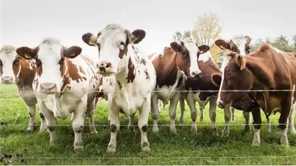 مليارات تضخها الدولة.. ما السر وراء طفرة مشروع البتلو؟