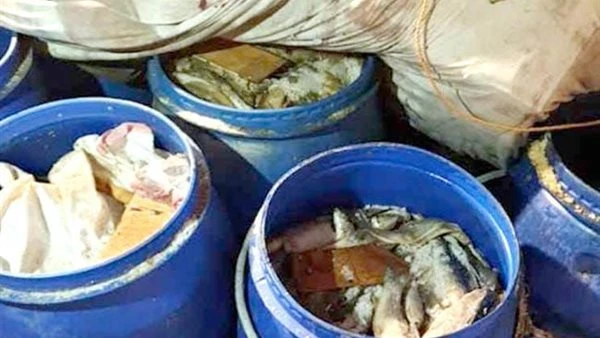 ضبط نصف طن فسيخ ورنجة فاسدة وتحرير 63 محضرا بالغربية