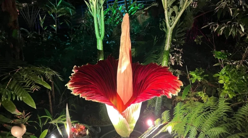 رغم رائحتها السيئة. آلاف الزوار في لندن يتدافعون لاستنشاق عبير"الجثة"