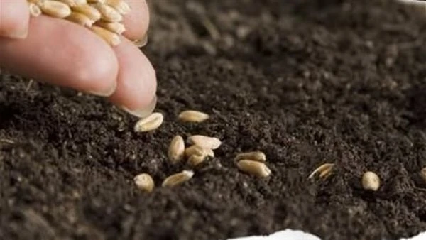 وزارة الزراعة تحذر: لا تنخدع بالإعلانات الممولة للتقاوي غير المعتمدة