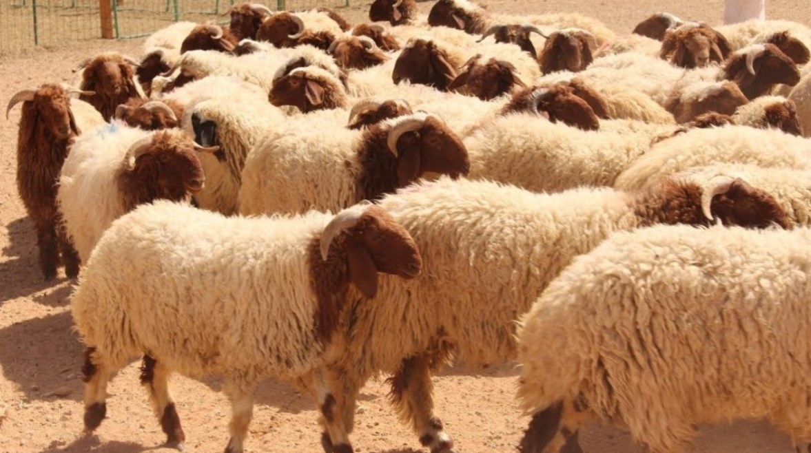 لا جدعاء أو جذماء. شروط ذبح الأضحية 2026