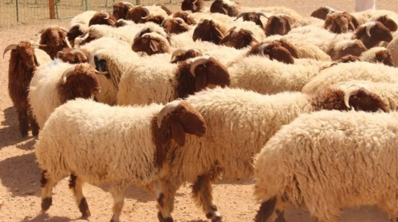 قبل عيد الأضحى المبارك. تعرف على طريقة تقسيم الأضحية الشرعية