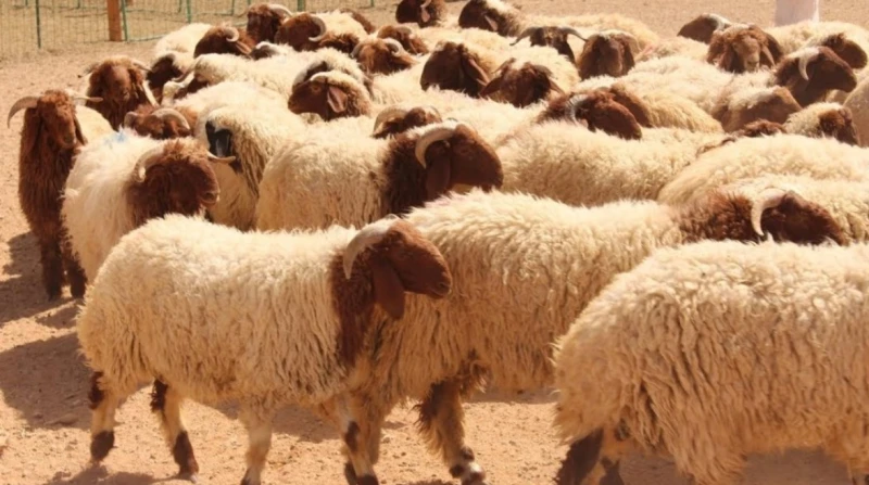 قبل حلول العيد. عالم بـ"الأوقاف" يكشف ضوابط الأضحية والوقت الصحيح لذبحها
