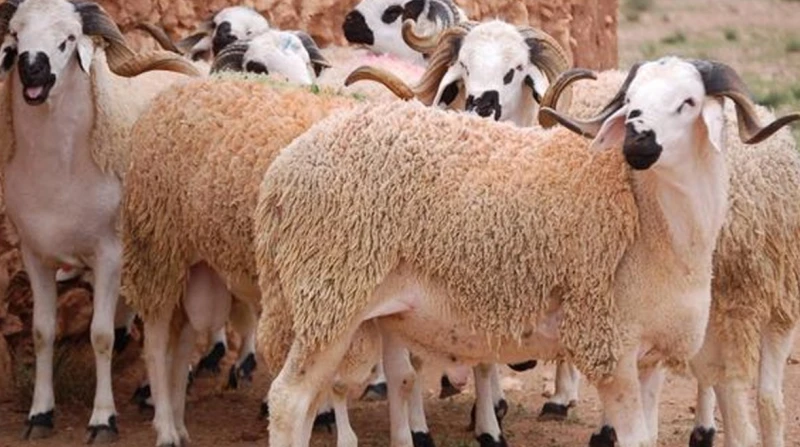 هل يجوز إخراج الأضحية لحمًا أو مالًا؟. الإفتاء تحسم الجدل