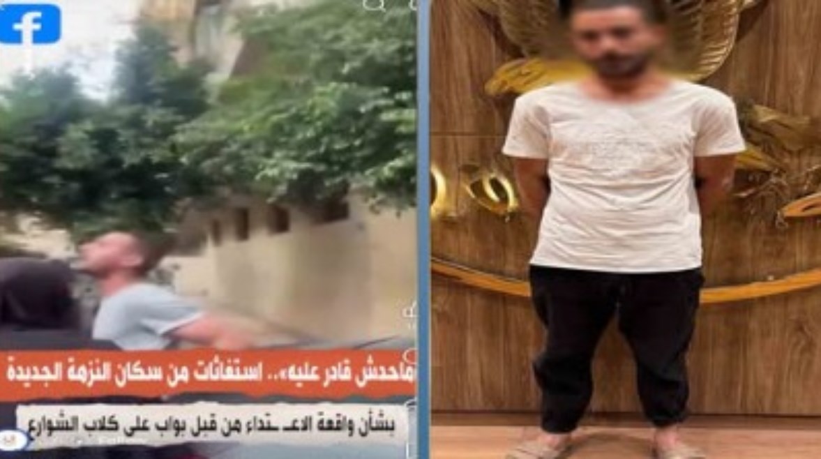 أزمة الكلاب الضالة في مصر: غياب الحلول الجذرية يحول الشوارع لساحة صراع